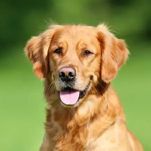 Meet your Posher, Luan